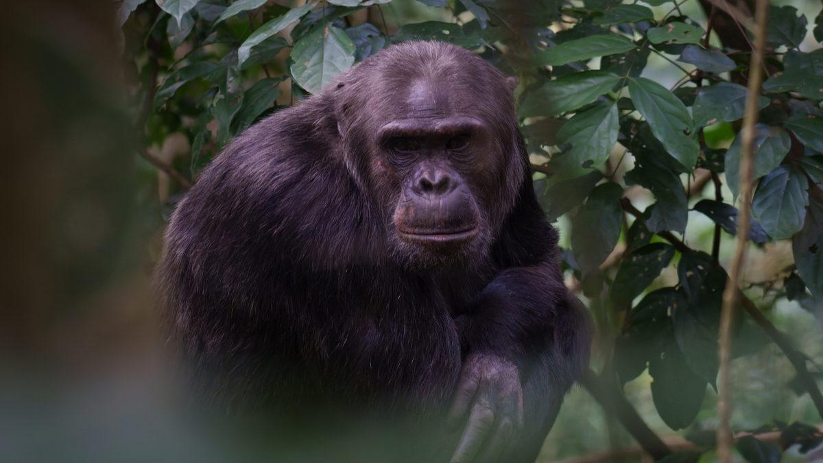 chimp