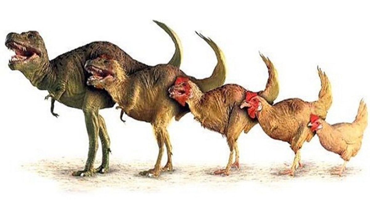 Günümüzde Dinozorlara En Fazla Benzeyen Canlılar: Tavuklar!