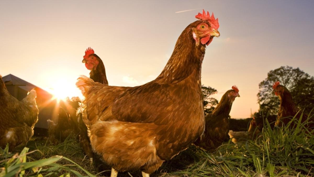 Günümüzde Dinozorlara En Fazla Benzeyen Canlılar: Tavuklar!