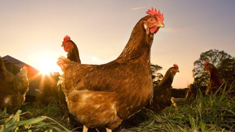 Günümüzde Dinozorlara En Fazla Benzeyen Canlılar: Tavuklar!