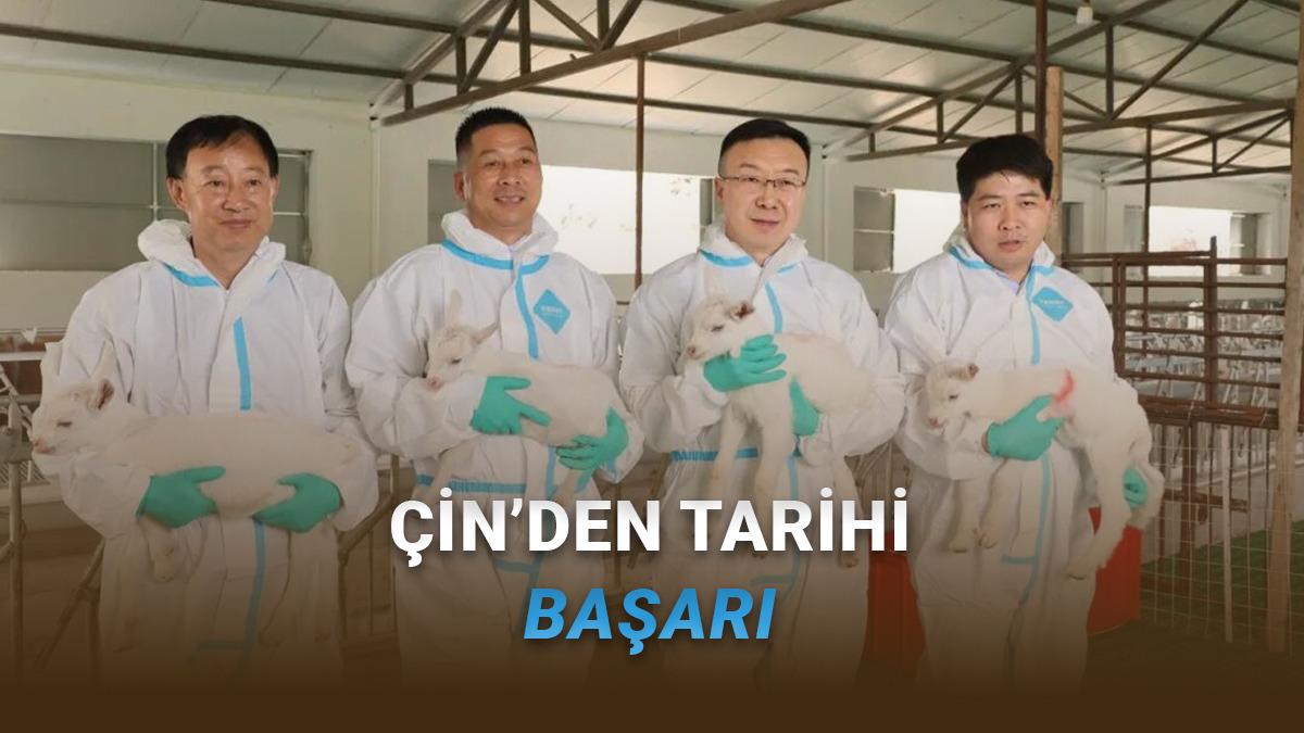 Çin’den Hayvancılıkta Devrim: Süper Yüksek Verimli Süt Keçileri Seri Hâlde Klonlandı!