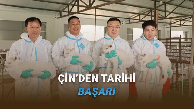 Çin’den Hayvancılıkta Devrim: Süper Yüksek Verimli Süt Keçileri Seri Hâlde Klonlandı!