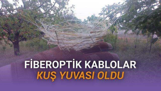 Ukrayna’da Kuşlar Fiberoptik Kabloyla Yuva Yaptı
