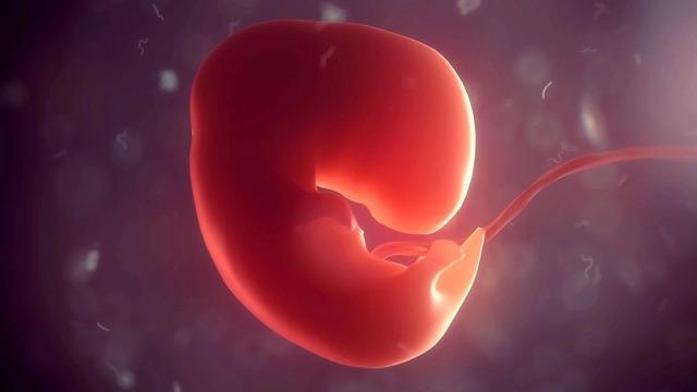 Dünyada İlk: İnsan Embriyo Modeli, Laboratuvarda Kendi Organlarını Geliştirdi!