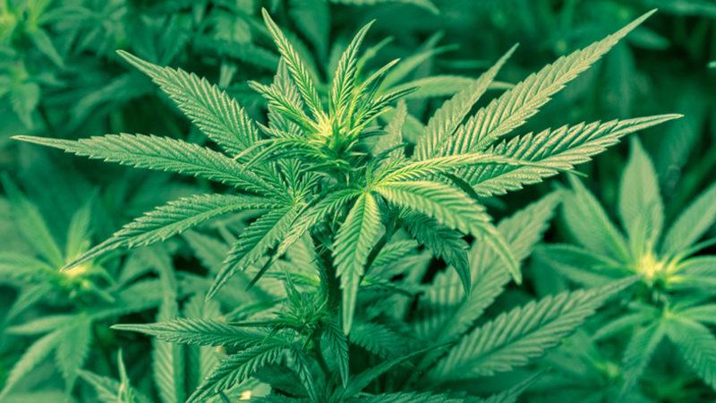 Bilim İnsanları, Esrarın Sağlık Açısından Olumlu ve Olumsuz Etkilerini Açıkladılar