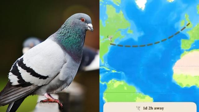 Yeni Bir Mesajlaşma Uygulaması Metinleri Sanal Güvercinle Gönderiyor (Ve Gerçekten Yolda Ölebiliyor)