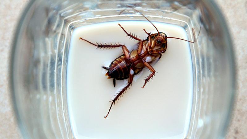 Bilim İnsanları: Hamam Böceği Sütü, Geleceğin Süper Besini Olacak!