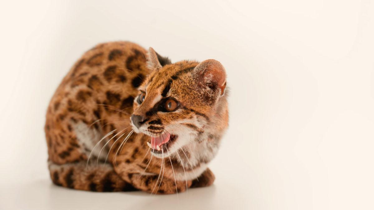 kedi2