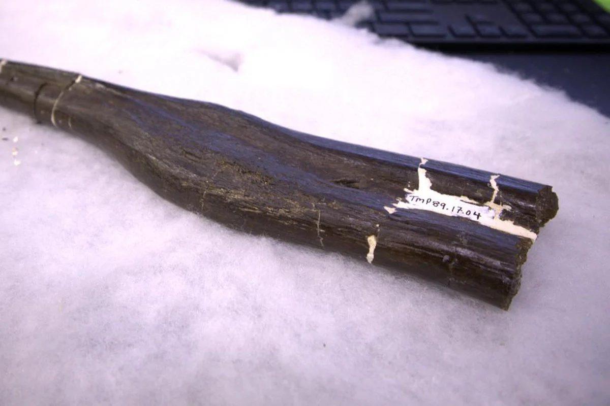Hadrosaur-Rib-From-the-Royal-Tyrell-Museum