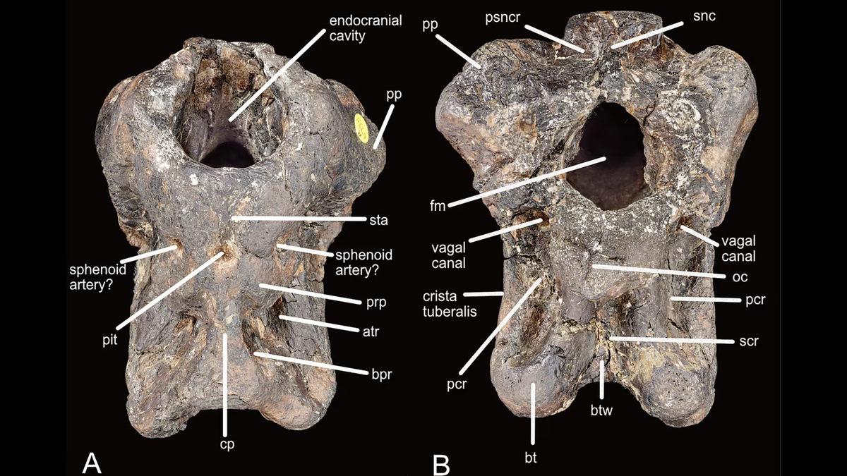 invictibellatrix-amberina-holotype-braincase