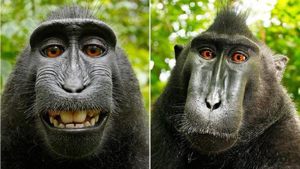 ‘Selfie Çeken Maymun’ Davası Nihayet Sonuçlandı!