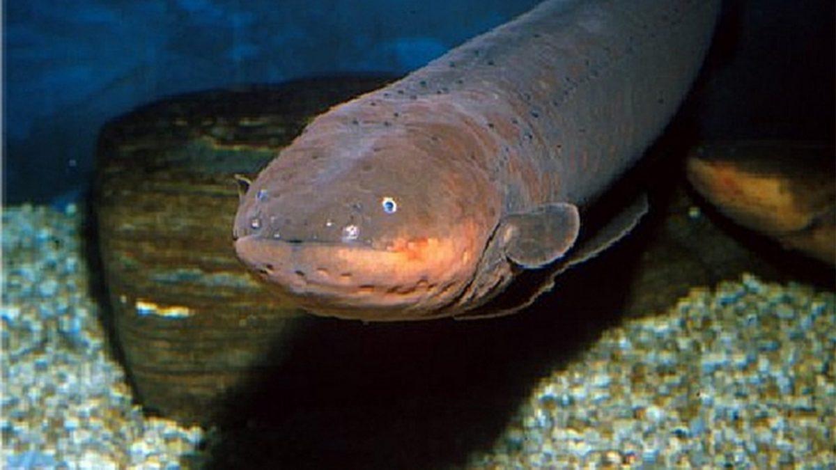 Elektrikli Yılan Balığı, Elektriği Nasıl Üretmekte?