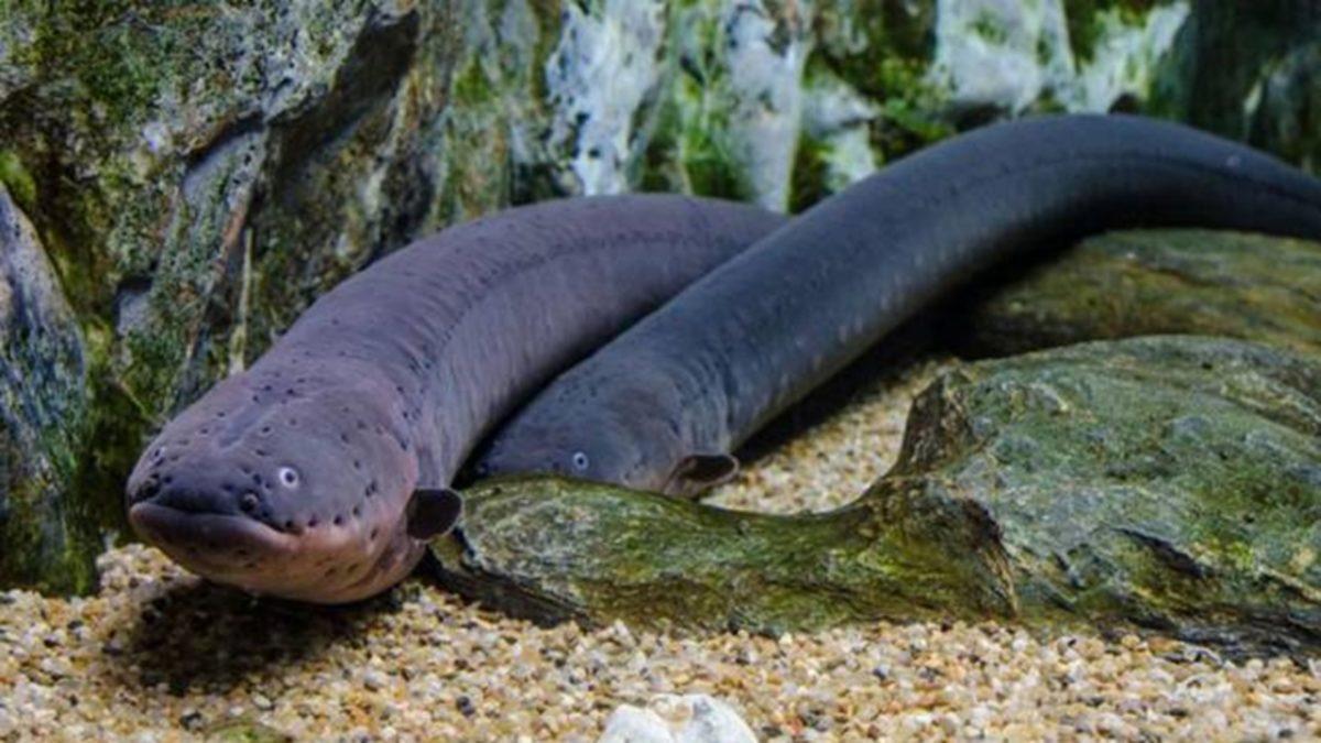 Elektrikli Yılan Balığı, Elektriği Nasıl Üretmekte?