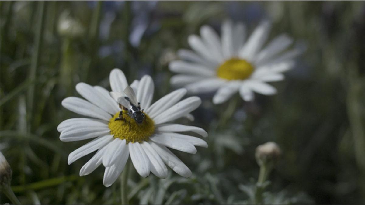 Black Mirror’daki Otonom Arılar Gerçek Oldu!