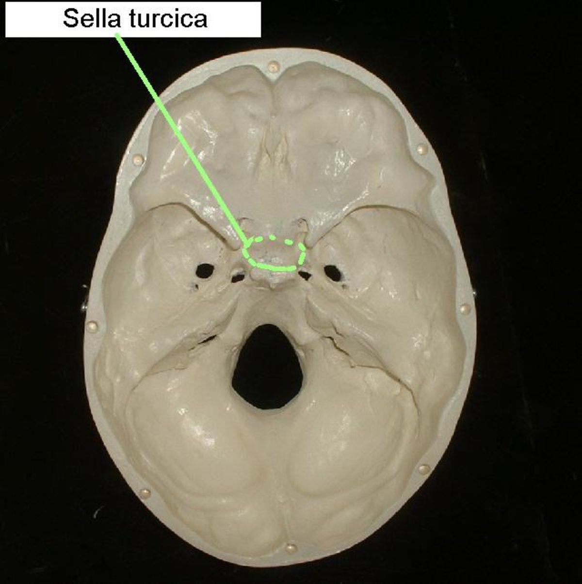 Kafatasımızda Bulunan ve İsmi Türklere İthafen Verilen Kemik: Sella Turcica