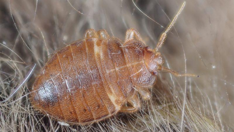 Bilimden Yatak Böceklerini Evlerden Uzak Tutmak İçin Öneri