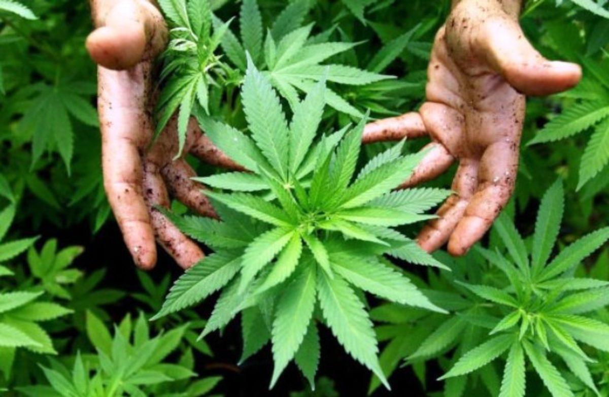 TÜBİTAK, Kenevir Ekimine Destek Veriyor!