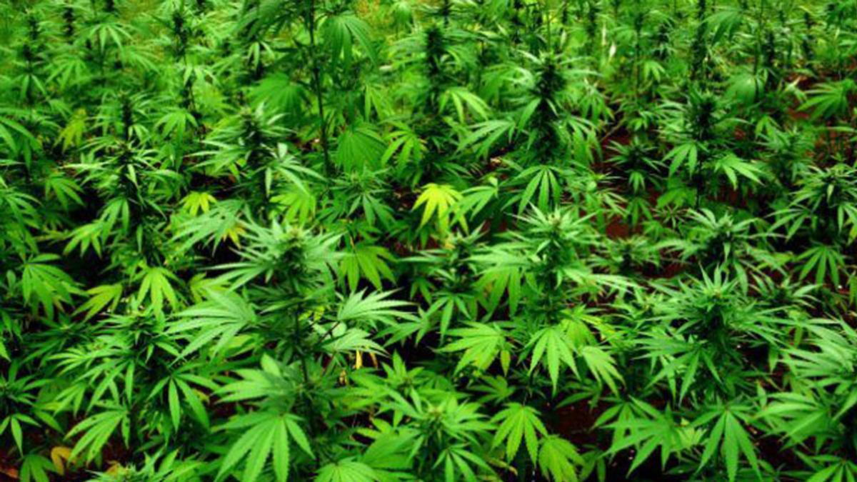 TÜBİTAK, Kenevir Ekimine Destek Veriyor!