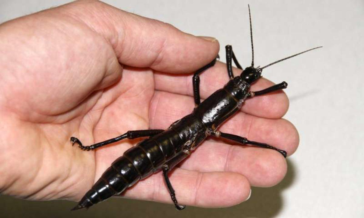 100 Yıl Önce Soyunun Tükendiği Sanılan Böcek Hala Hayatta!