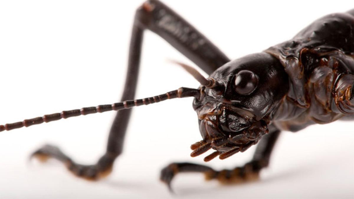 100 Yıl Önce Soyunun Tükendiği Sanılan Böcek Hala Hayatta!