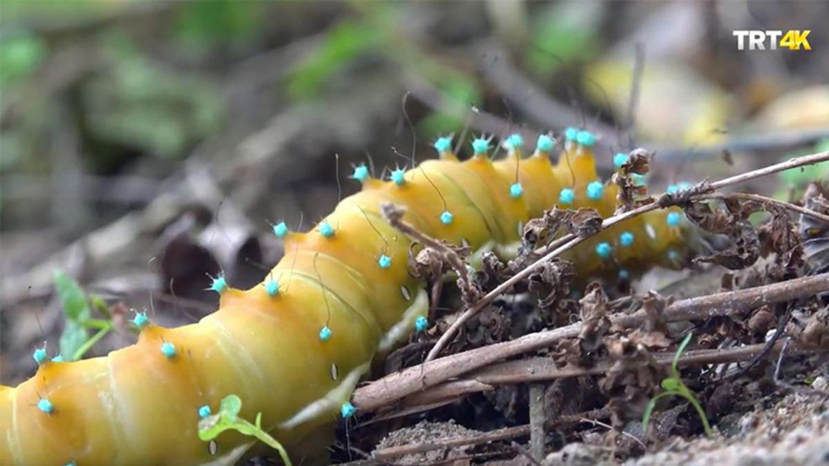 TRT’de 4K ile Yepyeni Bir Dönem Başlıyor!