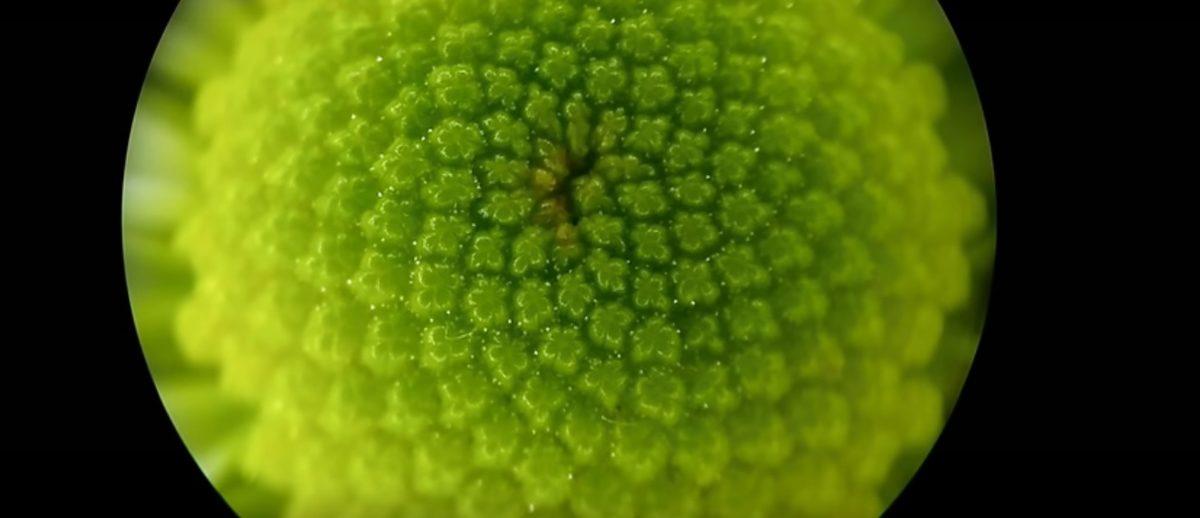 Mikroskopla Baktığınızda Hayretler İçinde Kalacağınız 8 Nesne!