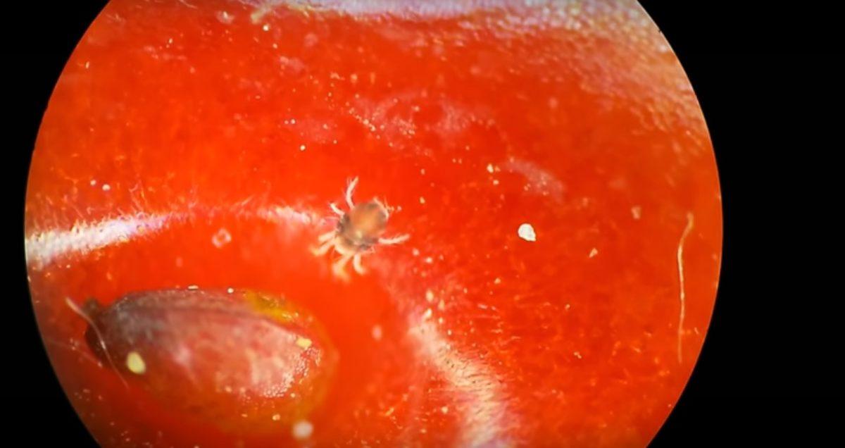 Mikroskopla Baktığınızda Hayretler İçinde Kalacağınız 8 Nesne!