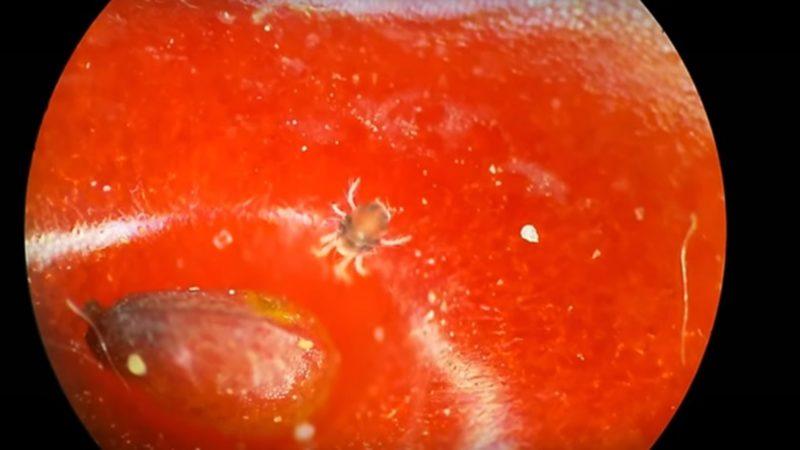 Mikroskopla Baktığınızda Hayretler İçinde Kalacağınız 8 Nesne!