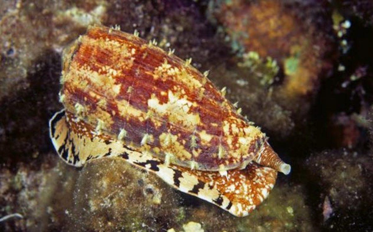 Hiçbir Şeyin Göründüğü Kadar Masum Olmadığını İspatlayan 10 Ölümcül Hayvan!