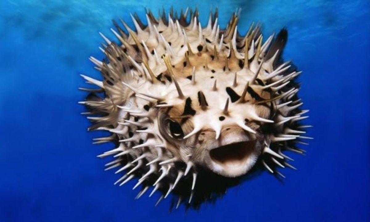 Hiçbir Şeyin Göründüğü Kadar Masum Olmadığını İspatlayan 10 Ölümcül Hayvan!