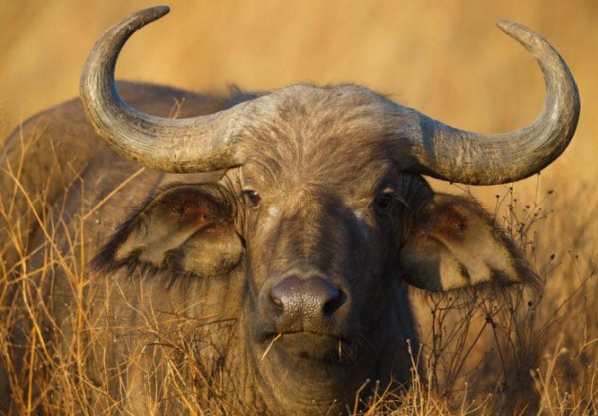Hiçbir Şeyin Göründüğü Kadar Masum Olmadığını İspatlayan 10 Ölümcül Hayvan!
