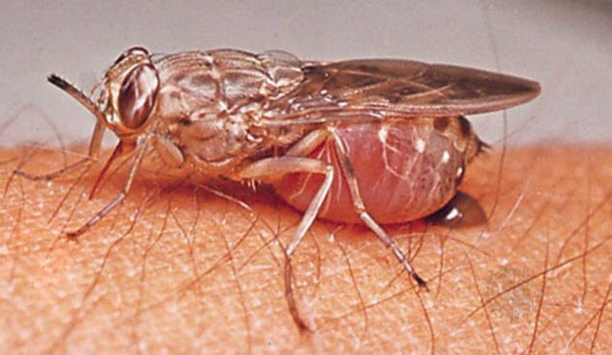 Hiçbir Şeyin Göründüğü Kadar Masum Olmadığını İspatlayan 10 Ölümcül Hayvan!