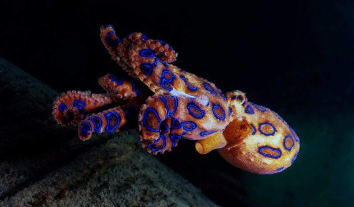 Hiçbir Şeyin Göründüğü Kadar Masum Olmadığını İspatlayan 10 Ölümcül Hayvan!