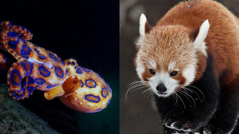 Hiçbir Şeyin Göründüğü Kadar Masum Olmadığını İspatlayan 10 Ölümcül Hayvan!