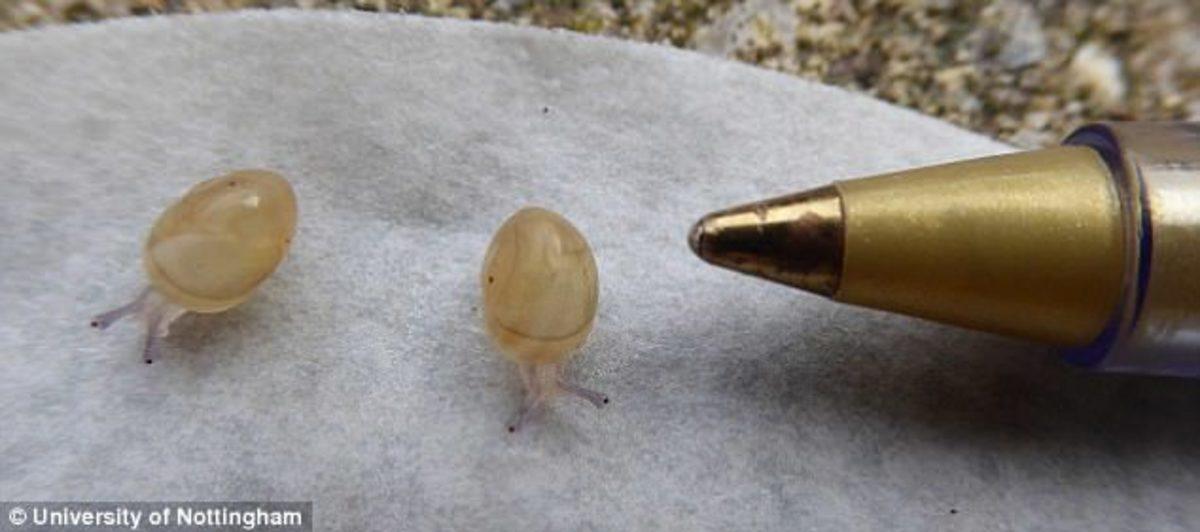 Milyonda Bir Görülen Sol Spiralli Salyangoz Jeremy ve Yürek Burkan Hikayesi!