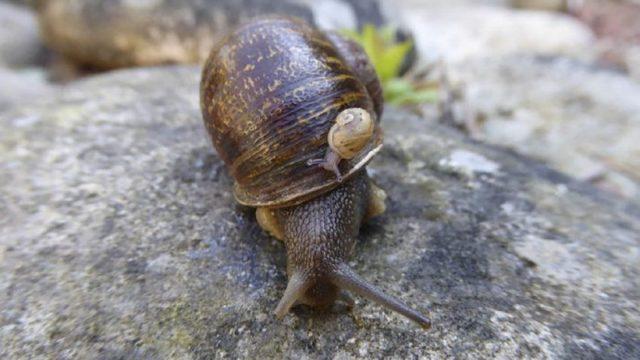 Milyonda Bir Görülen Sol Spiralli Salyangoz Jeremy ve Yürek Burkan Hikayesi!