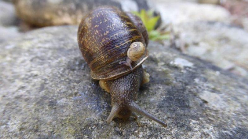 Milyonda Bir Görülen Sol Spiralli Salyangoz Jeremy ve Yürek Burkan Hikayesi!