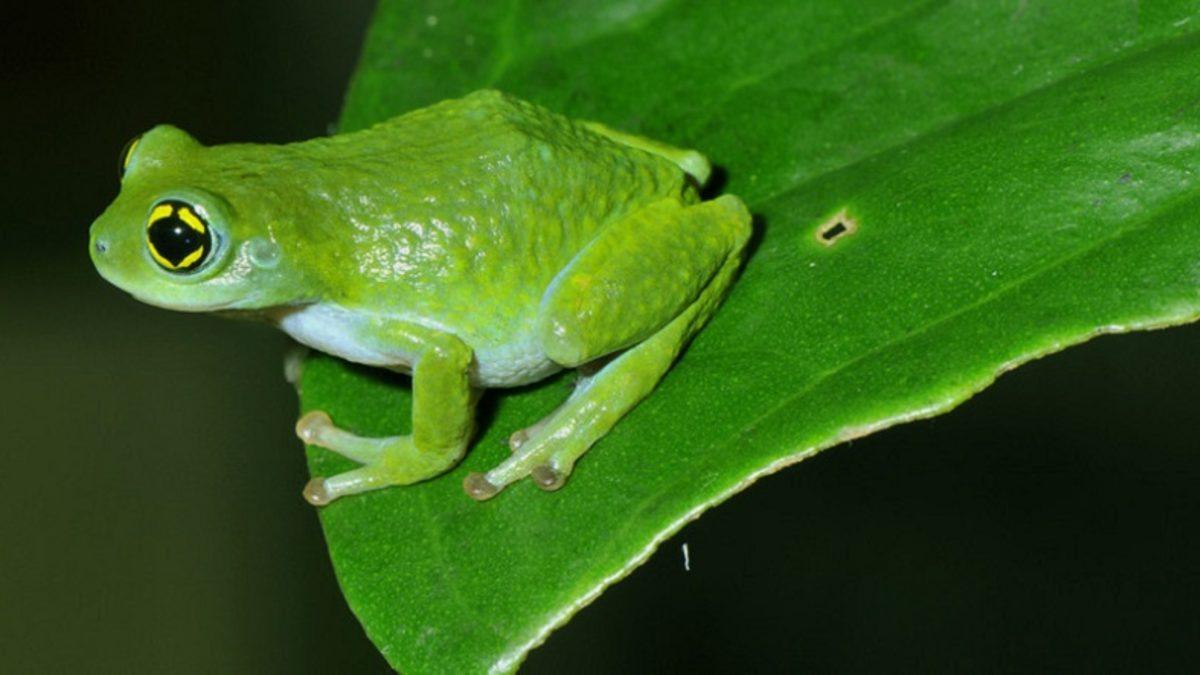 Gece Lambalarıyka Kapışabilecek Düzeyde Floresan Işık Yayan İlk Kurbağa Keşfedildi!