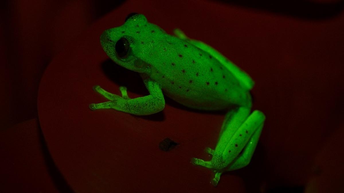 Gece Lambalarıyka Kapışabilecek Düzeyde Floresan Işık Yayan İlk Kurbağa Keşfedildi!