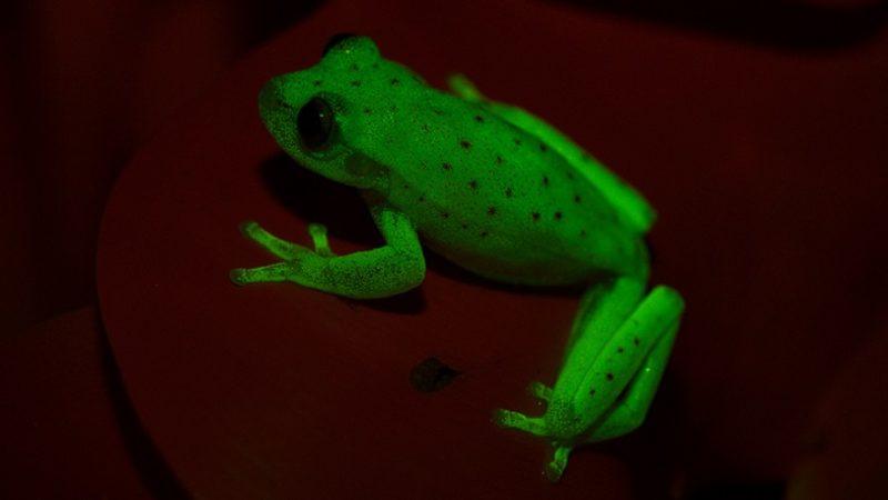 Gece Lambalarıyka Kapışabilecek Düzeyde Floresan Işık Yayan İlk Kurbağa Keşfedildi!