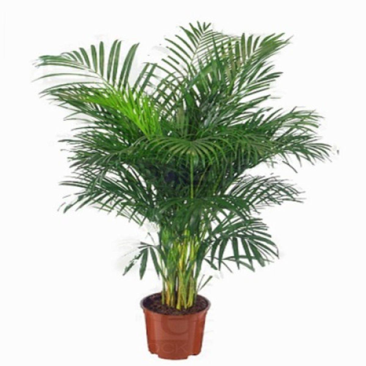 NASA, Yatak Odanızda Bulundurmanız Gereken Bitkileri Açıkladı!