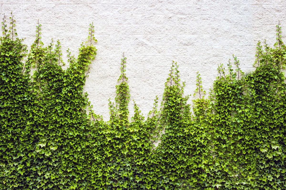 NASA, Yatak Odanızda Bulundurmanız Gereken Bitkileri Açıkladı!