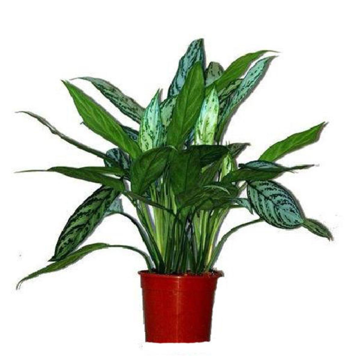 NASA, Yatak Odanızda Bulundurmanız Gereken Bitkileri Açıkladı!