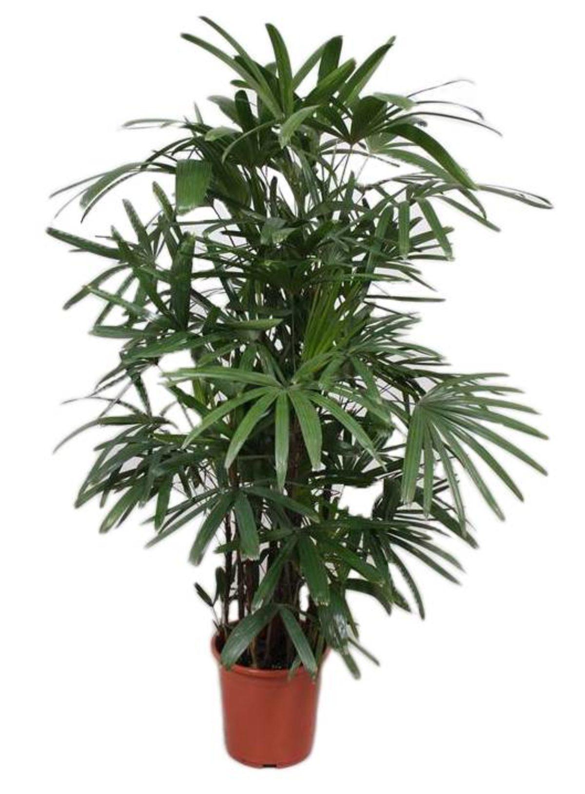 NASA, Yatak Odanızda Bulundurmanız Gereken Bitkileri Açıkladı!