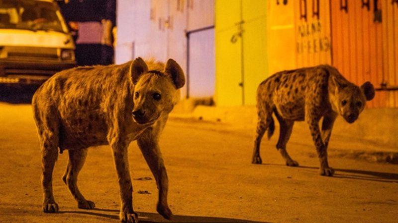 Sırtlanlarla Yaşayan Etiyopyalı İle Tanışın!