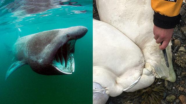 Nadir Görülen Bir Köpekbalığının Sahile Vuran Garip Görünümlü İç Organları