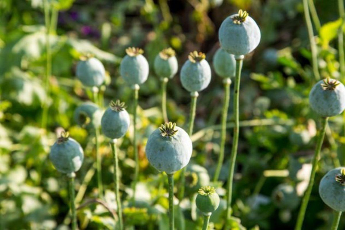Antik Mısır’da Bulunmasına Rağmen Günümüzde Hala Kullanılan 10 Tedavi Yöntemi!
