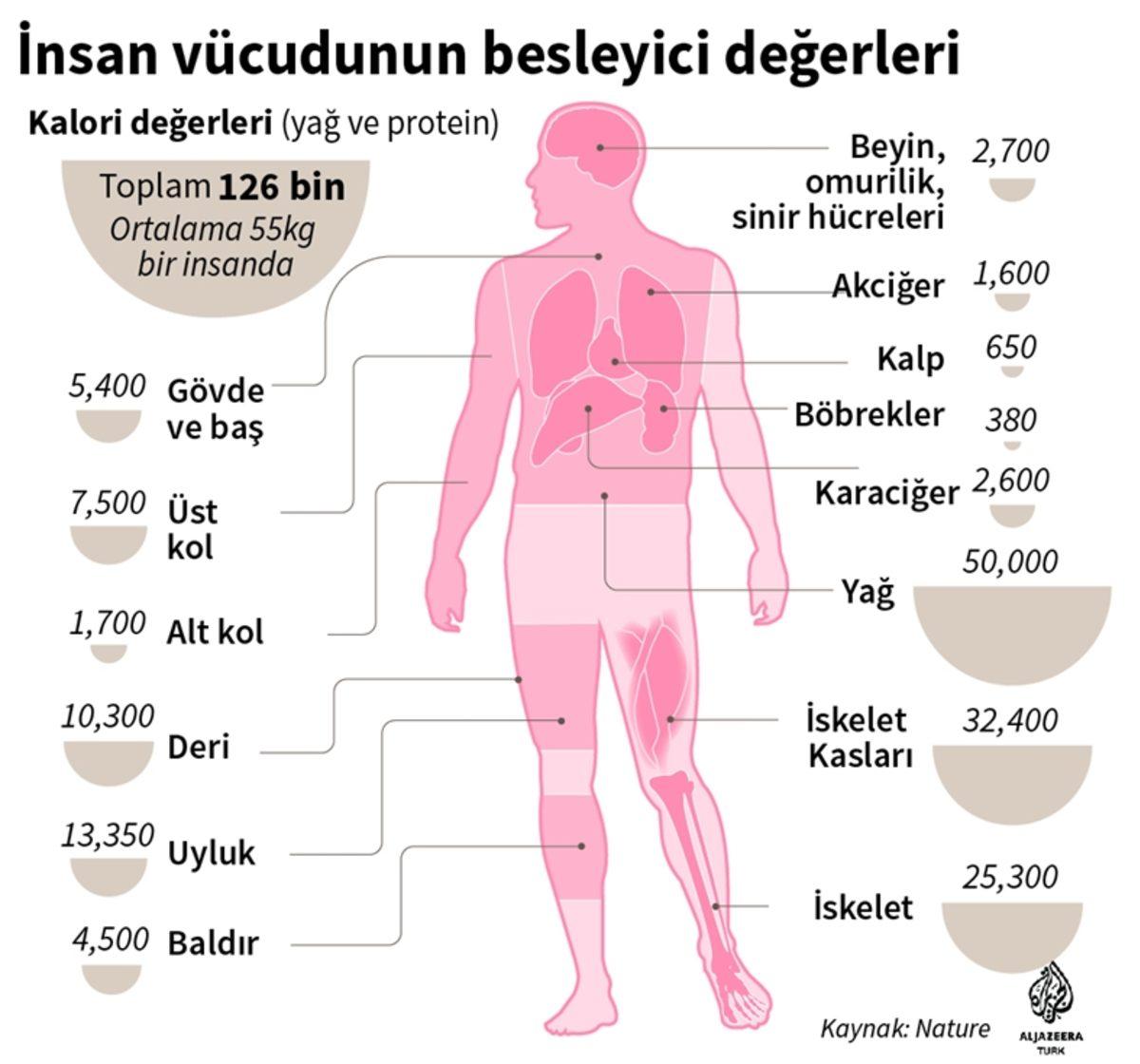 İnsan Eti Karın Doyuracak Kadar Besleyici mi?