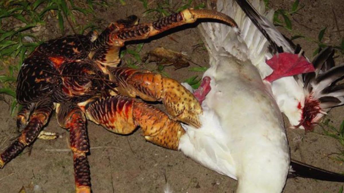 Dev Hindistan Cevizi Yengeci, Martıyı Parçalara Ayırdı!