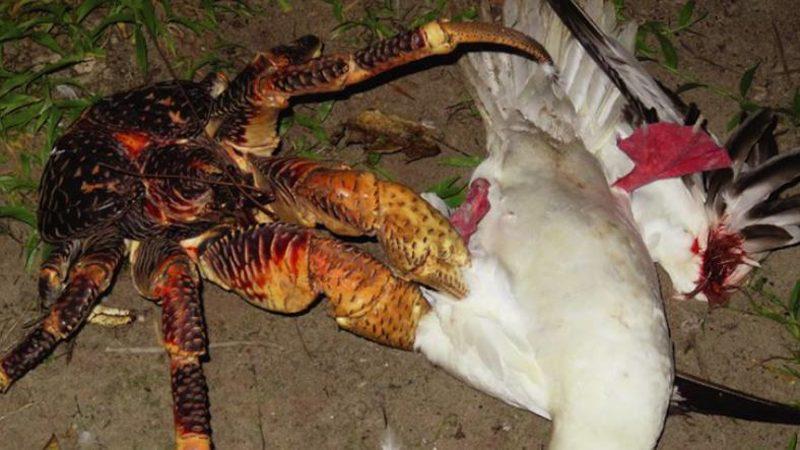 Dev Hindistan Cevizi Yengeci, Martıyı Parçalara Ayırdı!